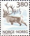Reindeer (Rangifer tarandus)
