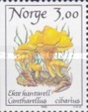 Chanterelle (Cantharellus cibarius)