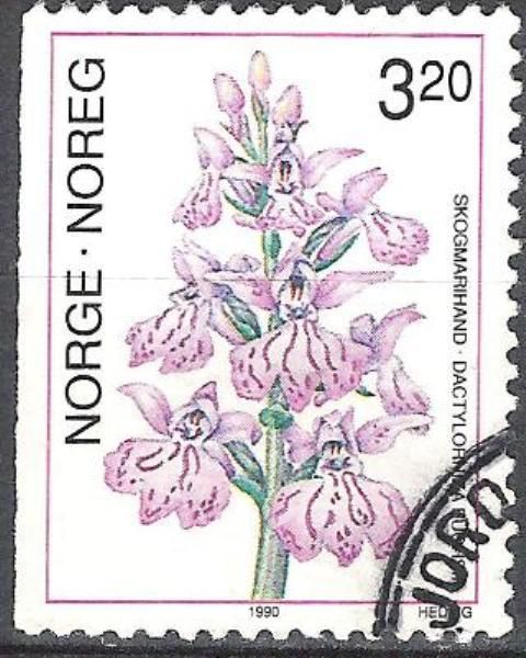 Dactylorhiza fuchsii - Common Spotted Orchid