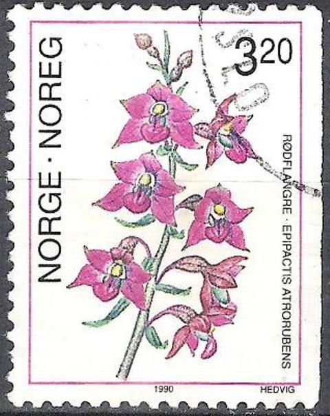 Epipactis atrorubens - Dark-red Helleborine