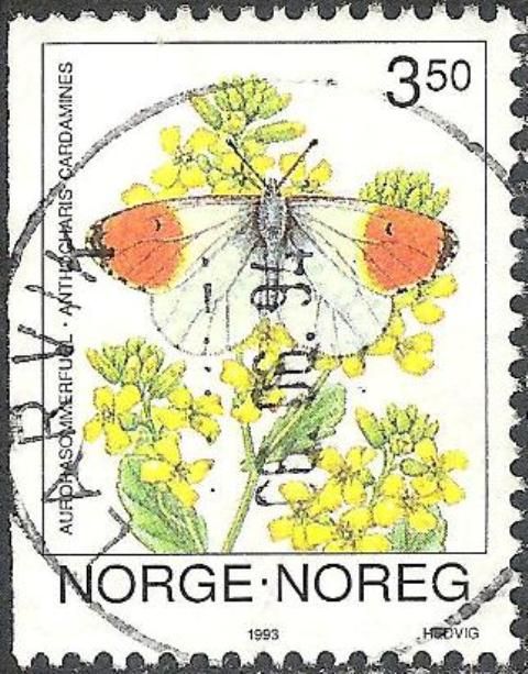 Anthocharis cardamines (Orange Tip)