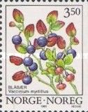 Bilberry (Vaccinium myrtillus)