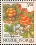 Cloudberry (Rubus chamaemorus)