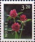 Red Clover (Trifolium pratense)