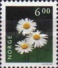 Oxeye Daisy (Chrysanthemum leucanthemum)