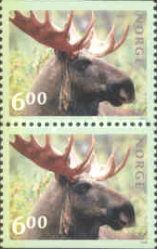 Moose (Alces alces)