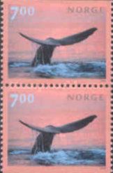 Sperm Whale (Physeter macrocephalus)