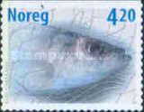 Atlantic Herring (Clupea harengus)