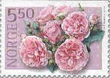 Pink rose - Old Master