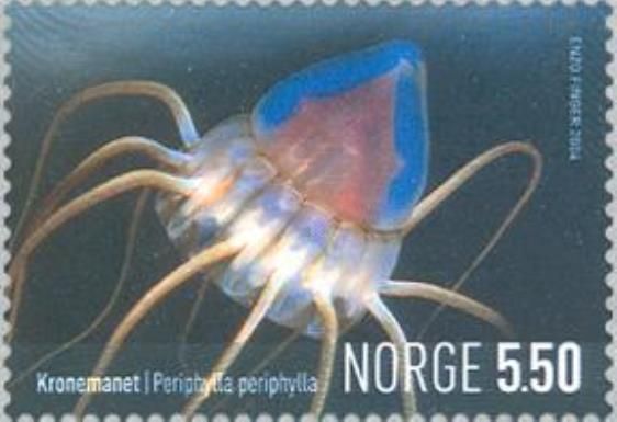 Helmet Jellyfish (Periphylla periphylla)