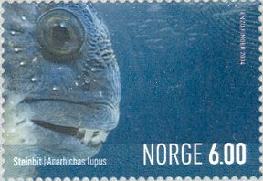 Atlantic wolffish (Anarhichas lupus)