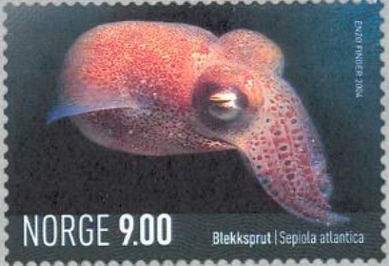 Little Cuttle (Sepiola atlantica)