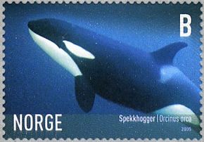 Killer Whale (Orcinus orca)