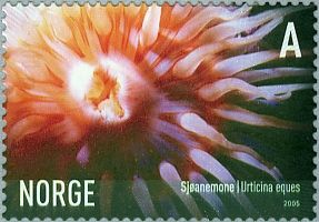 White-spotted Rose Anemone (Urticina eques)