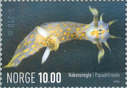 Fourline Nudibranch (Polycera quadrilineata)