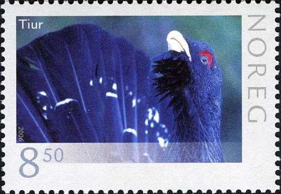 Western Capercaillie (Tetrao urogallus)
