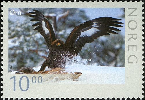 Golden Eagle (Aquila chrysaetos)