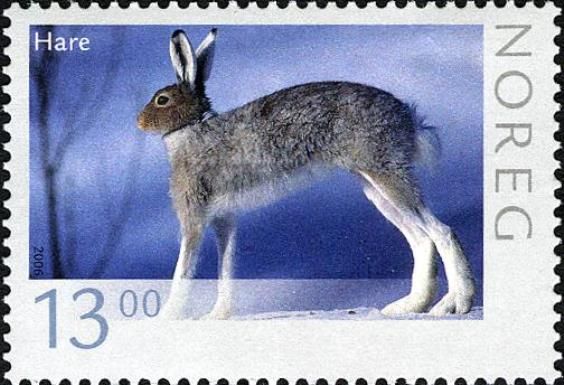 Mountain Hare (Lepus timidus)