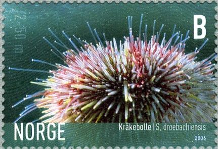 Northern Sea Urchin (Strongylocentrotus droebachiensis)