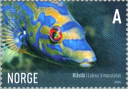Cuckoo Wrasse (Labrus bimaculatus)