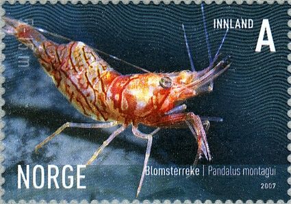 Aesop Shrimp (Pandalus montagui)
