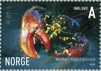 European Lobster (Homarus gammarus)