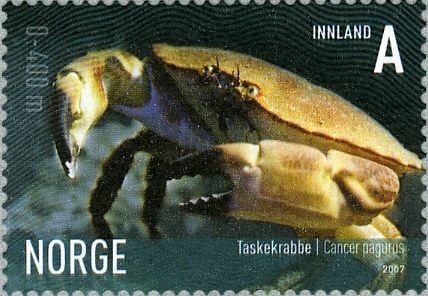 Edible Brown Crab (Cancer pagurus)