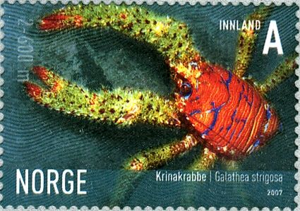 Squat Lobster (Galathea strigosa)