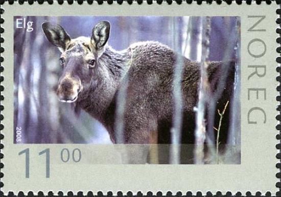 Moose (Alces alces)