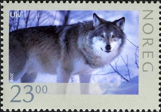 Wolf (Canis lupus)