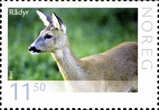 Western Roe Deer (Capreolus capreolus)