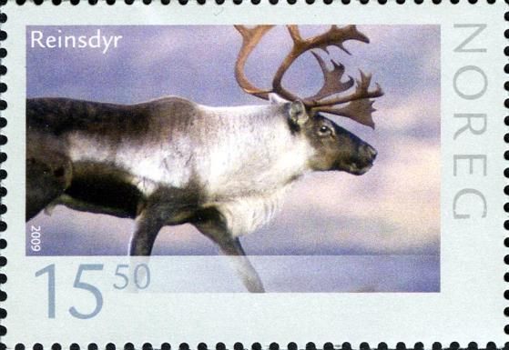 Reindeer (Rangifer tarandus)
