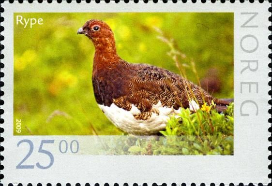 Willow Ptarmigan (Lagopus lagopus)