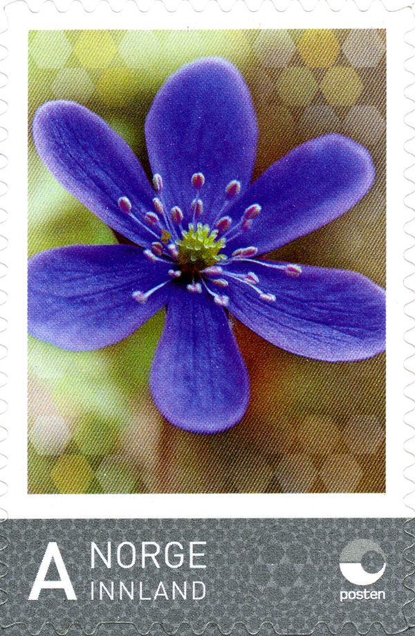 Personalised stamp - Hepatica
