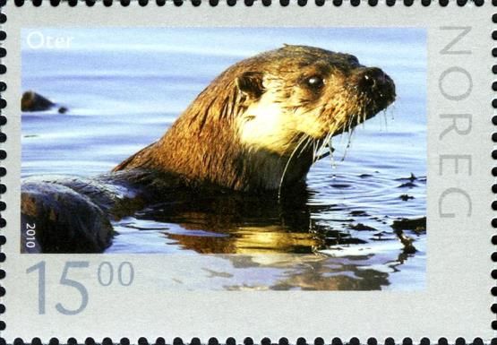 Sea otter (Enhydra lutris)