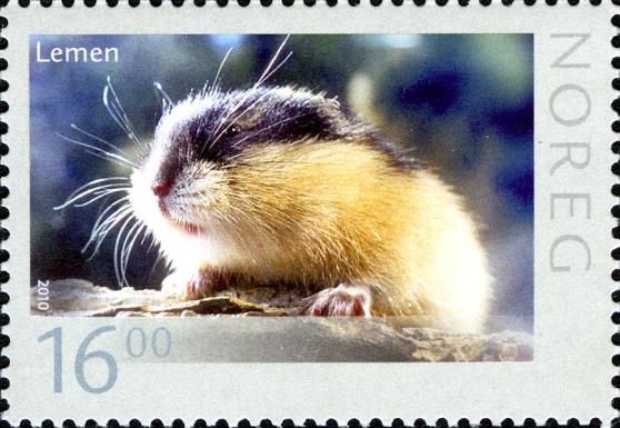 Norway Lemming (Lemmus lemmus)