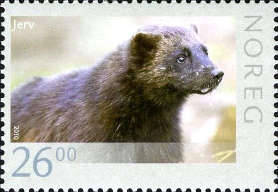 Wolverine (Gulo gulo)