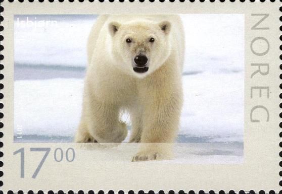 Polar Bear (Ursus maritimus)