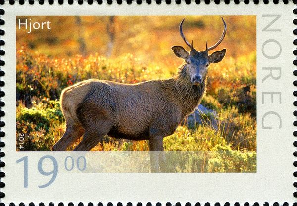 Deer (Cervus elaphus)