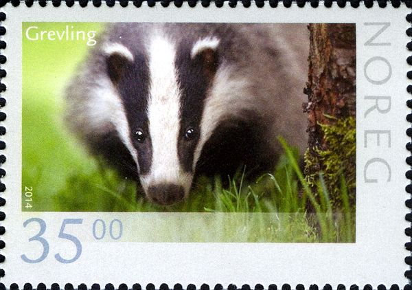 Badger (Meles meles)