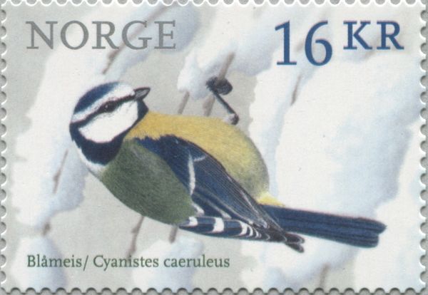 European Blue Tit (Cyanistes caeruleus)