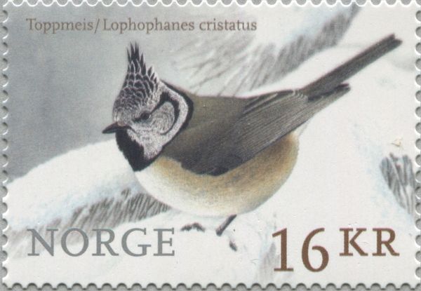 European Crested Tit (Lophophanes cristatus)