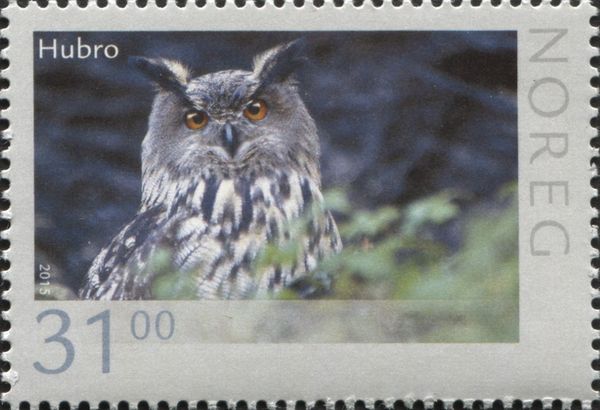 Eurasian Eagle-owl (Bubo bubo)