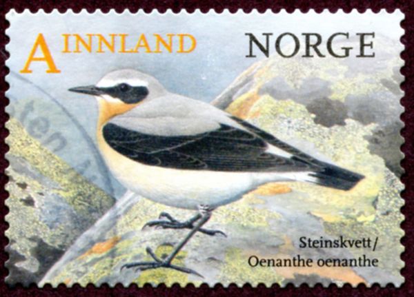 Northern Wheatear (Oenanthe oenanthe)