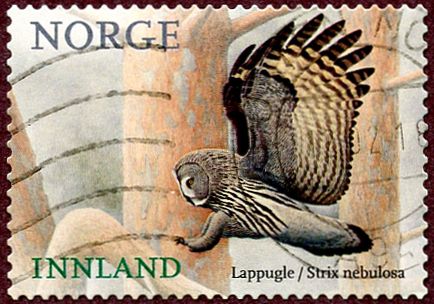 Great Gray Owl (Strix nebulosa)