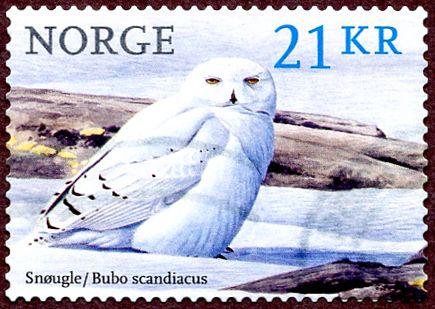 Snowy Owl (Bubo scandiacus)