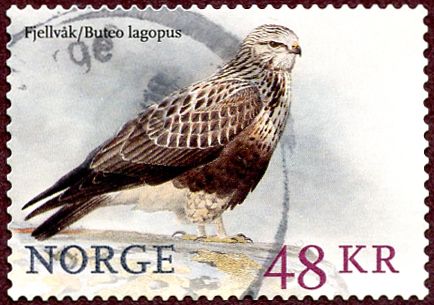 Rough-legged Hawk (Buteo lagopus)