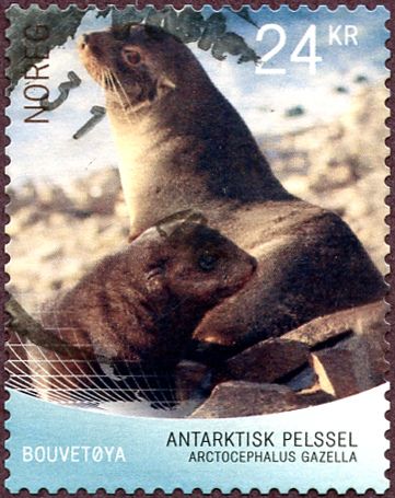 Antarctic Fur Seal (Arctocephalus gazella)