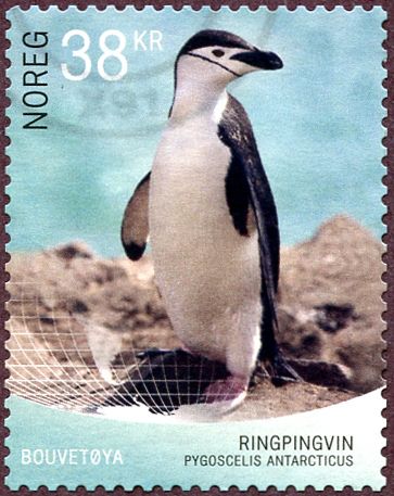 Pygoscelis antarcticus (Chinstrap penguin)
