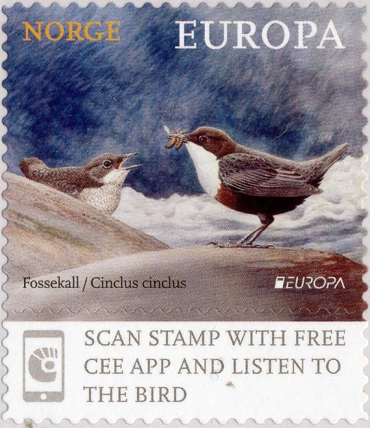White-throated Dipper (Cinclus cinclus)